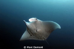 Gentle Giant! They hadn't had a Manta Ray in the double l... by Marc Damant 